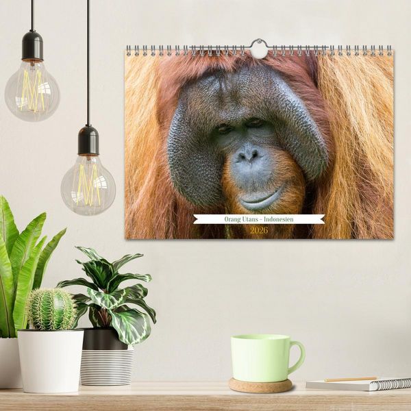 Produktbild: Orang Utans - Indonesien (Wandkalender 2026 DIN A4 quer), CALVENDO Monatskalender