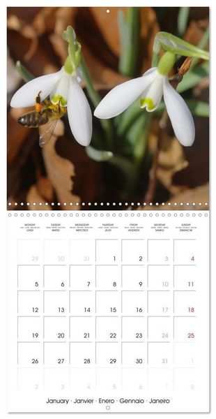 Produktbild: Kruse, G: Printemps toute l'ann&eacute;e (Calendrier mural carr&eacute; 20