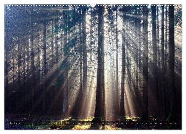 Produktbild: Erleuchtung im Wald (Wandkalender 2026 DIN A2 quer), CALVENDO Monatskalender