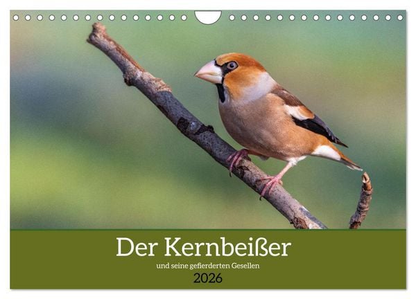 Der Kernbeißer und seine gefiederten Gesellen (Wandkalender 2026 DIN A4 quer), CALVENDO Monatskalender
