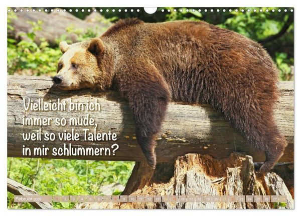 Produktbild: Spa&szlig; mit B&auml;ren: Edition lustige Tiere (Wandkalender 2026 DIN A3 quer), CALVENDO Monatskalender