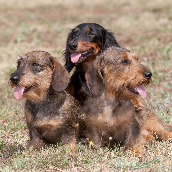 Produktbild: Dackel / Dachshund 2027