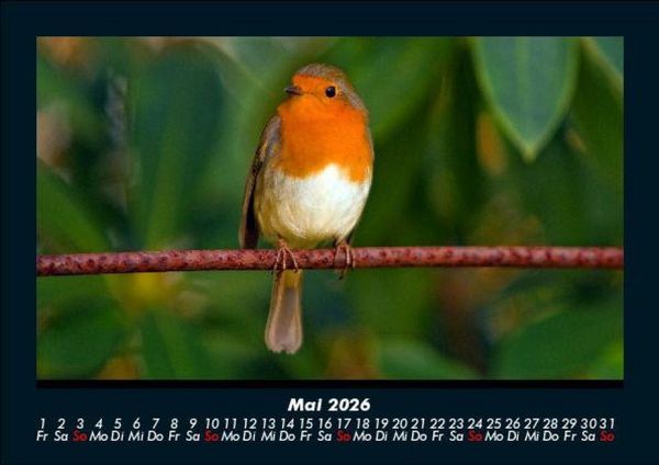 Produktbild: Welt der V&ouml;gel 2026 Fotokalender DIN A5