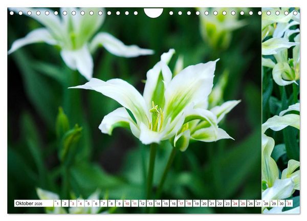 Produktbild: Tulpen - kunterbunte Collagen (Wandkalender 2026 DIN A4 quer), CALVENDO Monatskalender