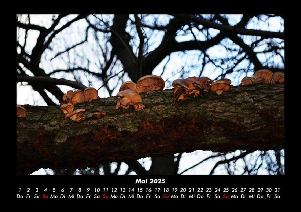 Produktbild: Bilder der Natur 2025 Fotokalender DIN A3