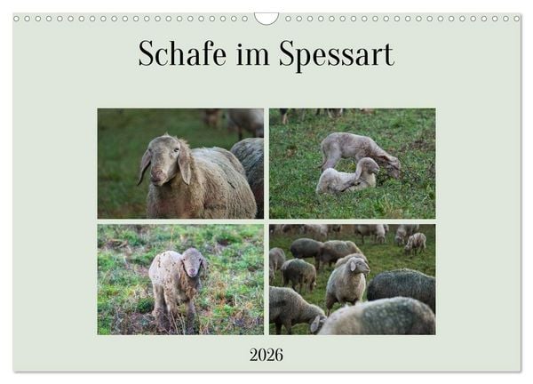 Schafe im Spessart (Wandkalender 2026 DIN A3 quer), CALVENDO Monatskalender
