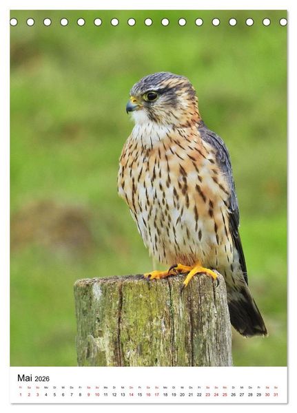 Produktbild: Adler, Eule und Co - Gefiederte J&auml;ger im Portrait (Tischkalender 2026 DIN A5 hoch), CALVENDO Monatskalender