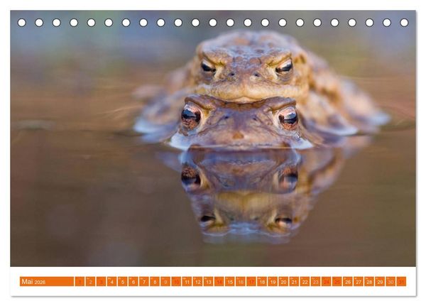 Produktbild: Farbige Fr&ouml;sche (Tischkalender 2026 DIN A5 quer), CALVENDO Monatskalender