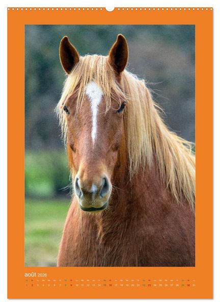Produktbild: Beaut&eacute; rustique Regards animaliers (Calendrier mural 2026 DIN A2 horizontal) calendrier de bureau