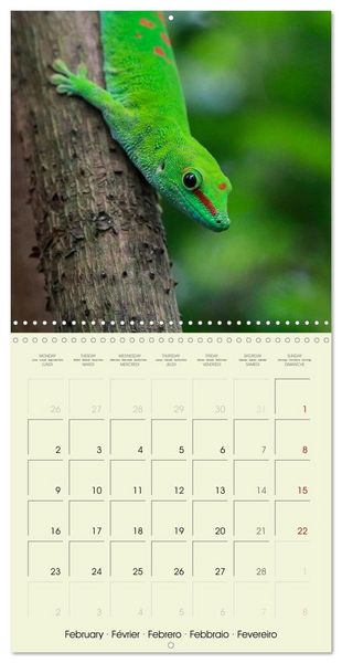 Produktbild: Les merveilles du monde les reptiles (Calendrier mural carr&eacute; 2026 30x30 cm) Calendrier double avec une page pour vos prises de notes