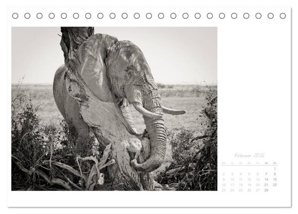 Produktbild: Elefanten in Etosha (Tischkalender 2026 DIN A5 quer), CALVENDO Monatskalender
