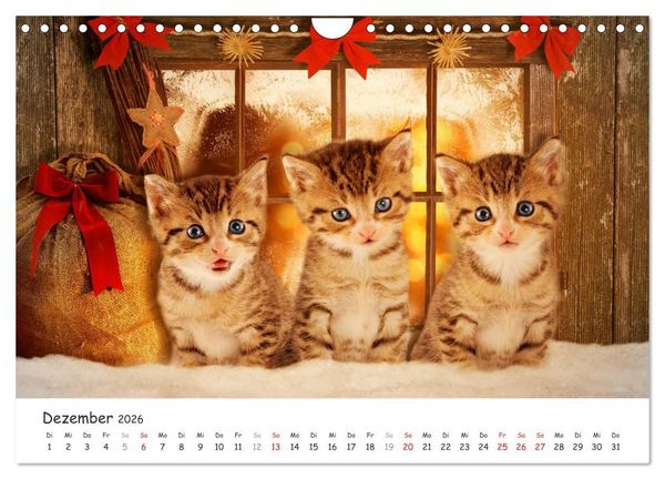 Produktbild: K&auml;tzchen 2026 (Wandkalender 2026 DIN A4 quer), CALVENDO Monatskalender