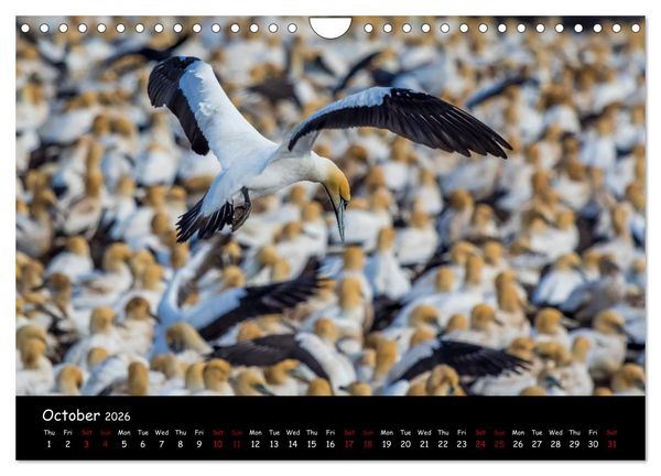 Produktbild: Birds of South Africa (Wall Calendar 2026 DIN A4 landscape), CALVENDO 12 Month Wall Calendar