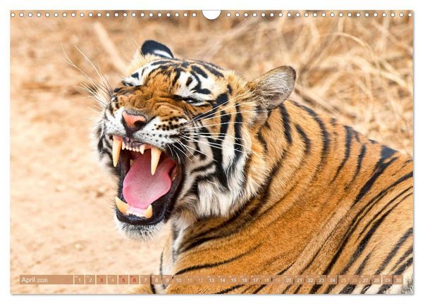 Produktbild: Tiger: Gestreifte J&auml;ger (Wandkalender 2026 DIN A3 quer), CALVENDO Monatskalender