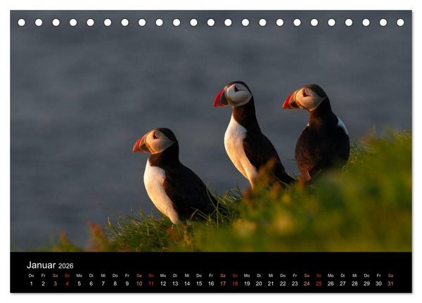 Produktbild: Welt der Papageitaucher (Tischkalender 2026 DIN A5 quer), CALVENDO Monatskalender