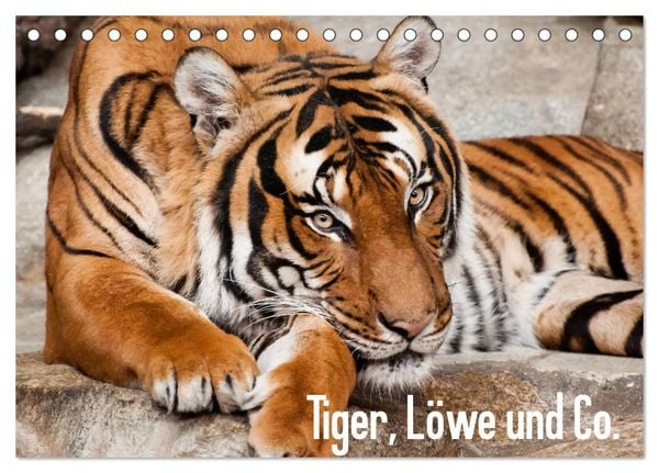 Produktbild: Tiger, L&ouml;we und Co. (Tischkalender 2026 DIN A5 quer), CALVENDO Monatskalender