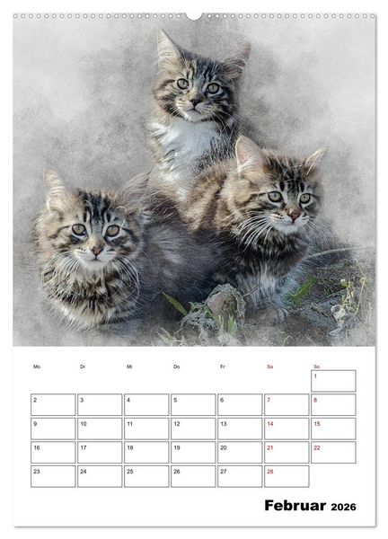 Produktbild: Maine Coon Katzen (Wandkalender 2026 DIN A2 hoch), CALVENDO Monatskalender