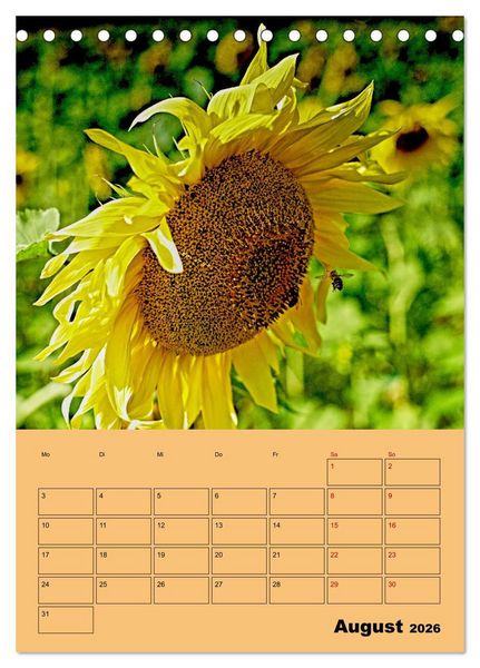 Produktbild: Die Biene und die Farbe gelb (Tischkalender 2026 DIN A5 hoch), CALVENDO Monatskalender