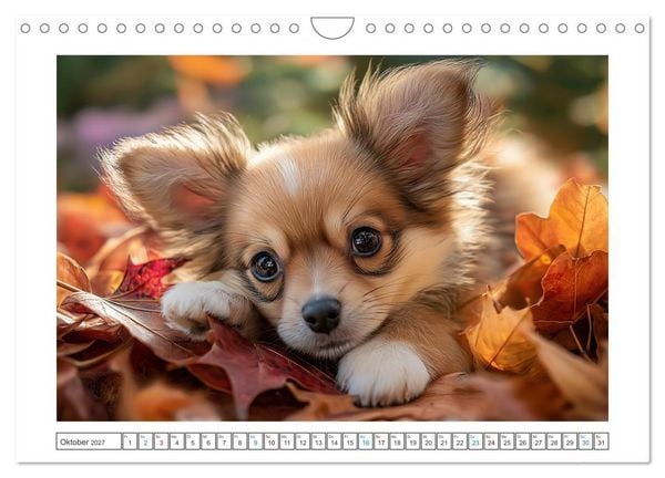 Produktbild: Chihuahua Gl&uuml;cksmomente (Wandkalender 2027 DIN A4 quer), CALVENDO Monatskalender
