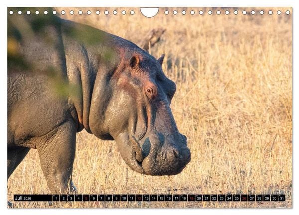 Produktbild: Hippos im s&uuml;dlichen Afrika (Wandkalender 2026 DIN A4 quer), CALVENDO Monatskalender