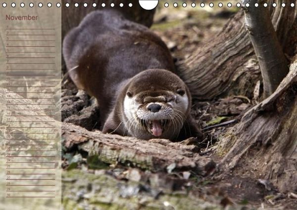 Produktbild: Fischotter Geburtstagskalender (Wandkalender immerw&auml;hrend DIN A4 quer)