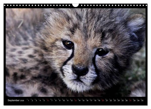 Produktbild: S&Uuml;DAFRIKA Augenblicke (Wandkalender 2026 DIN A3 quer), CALVENDO Monatskalender