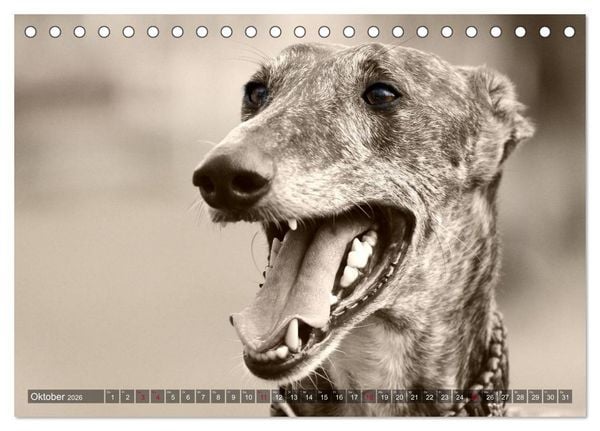 Produktbild: Galgo eye-catcher (Tischkalender 2026 DIN A5 quer), CALVENDO Monatskalender