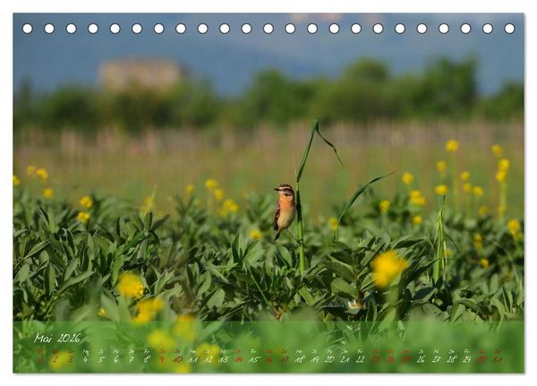 Produktbild: Wilde Toskana - von Ren&eacute; Schaack (Tischkalender 2026 DIN A5 quer), CALVENDO Monatskalender