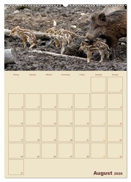 Produktbild: Wildschweine (hochwertiger Premium Wandkalender 2026 DIN A2 hoch), Kunstdruck in Hochglanz