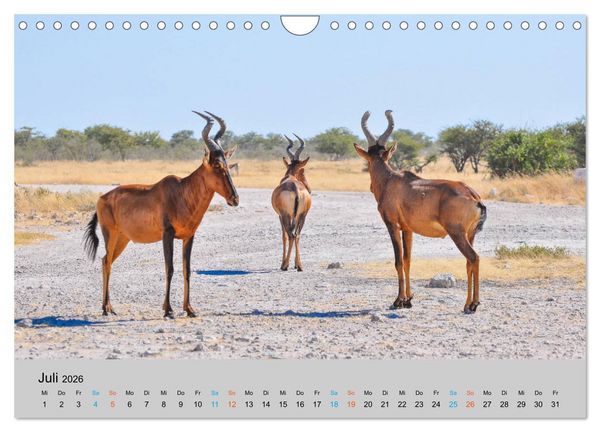 Produktbild: Antilopen, sch&ouml;n und schnell (Wandkalender 2026 DIN A4 quer), CALVENDO Monatskalender