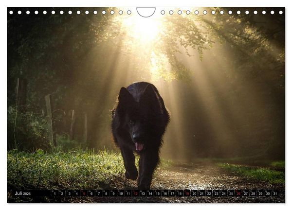 Produktbild: Schwarz ist sch&ouml;n! Der lackschwarze altdeutsche Sch&auml;ferhund (Wandkalender 2026 DIN A4 quer), CALVENDO Monatskalender