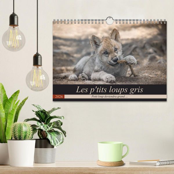 Produktbild: Les p'tits loups gris (Calendrier mural 2026 DIN A4 vertical), CALVENDO calendrier mensuel