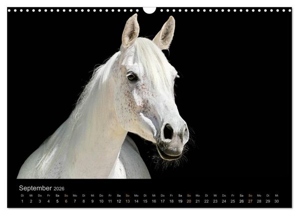 Produktbild: Magische Momente - Pferde Horses Caballos (Wandkalender 2026 DIN A3 quer), CALVENDO Monatskalender