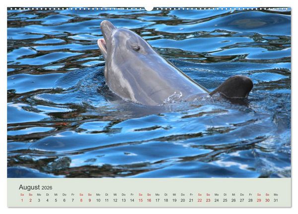 Produktbild: Die Welt der Delphine (Wandkalender 2026 DIN A2 quer), CALVENDO Monatskalender