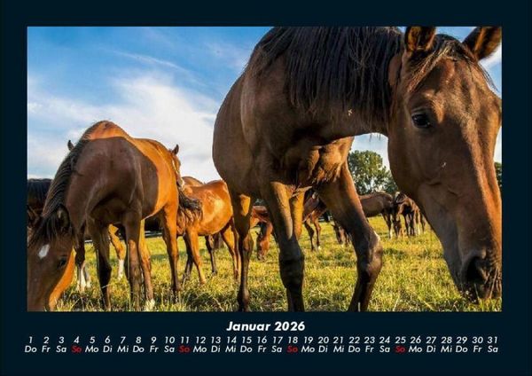Produktbild: Die Welt der Pferde 2026 Fotokalender DIN A4