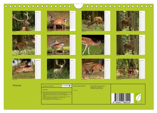 Produktbild: Hirsche (Wandkalender 2026 DIN A4 quer), CALVENDO Monatskalender