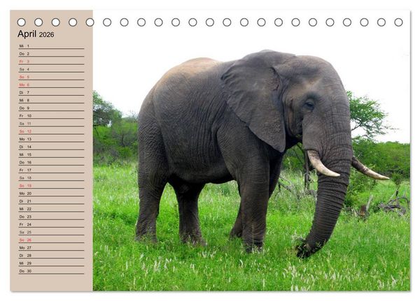 Produktbild: Elefanten in freier Wildbahn (Tischkalender 2026 DIN A5 quer), CALVENDO Monatskalender