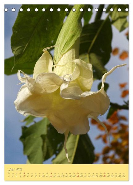 Produktbild: Brugmansia & Datura - Exotische Sch&ouml;nheiten (Tischkalender 2026 DIN A5 hoch), CALVENDO Monatskalender
