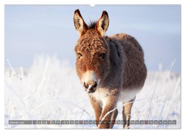 Produktbild: Kleiner Esel. Boldewyn und seine Freunde (hochwertiger Premium Wandkalender 2026 DIN A2 quer), Kunstdruck in Hochglanz