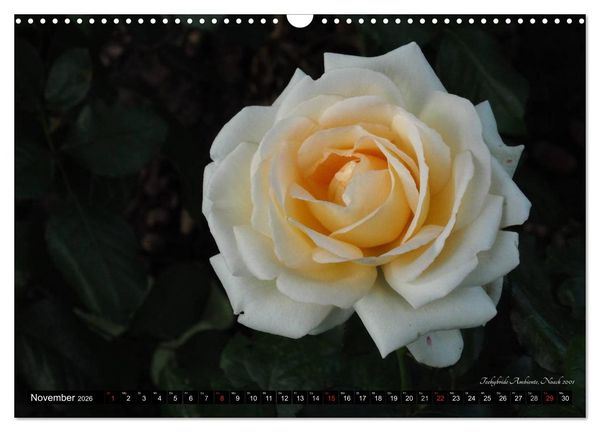 Produktbild: Edle Rosen (Wandkalender 2026 DIN A3 quer), CALVENDO Monatskalender