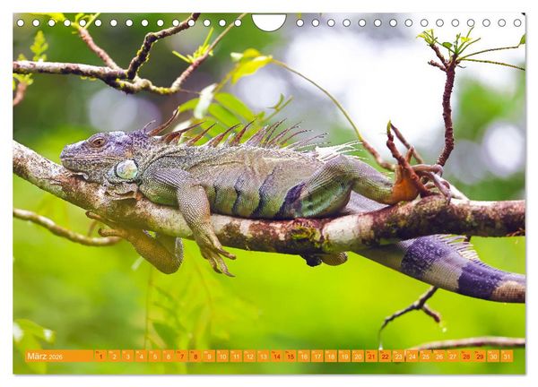 Produktbild: Wildes Costa Rica (Wandkalender 2026 DIN A4 quer), CALVENDO Monatskalender