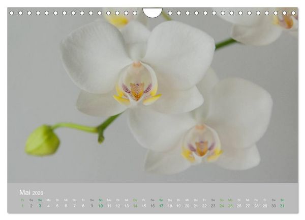 Produktbild: Orchideen Tr&auml;ume (Wandkalender 2026 DIN A4 quer), CALVENDO Monatskalender