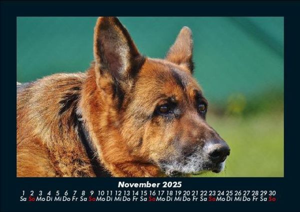 Produktbild: Tierkalender 2025 Fotokalender DIN A5