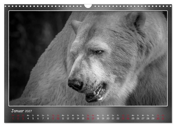 Produktbild: Tieren ins Gesicht geschaut (Wandkalender 2027 DIN A3 quer), CALVENDO Monatskalender