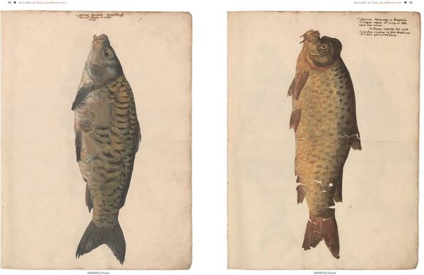 Produktbild: Conrad Gessners Thierbuch