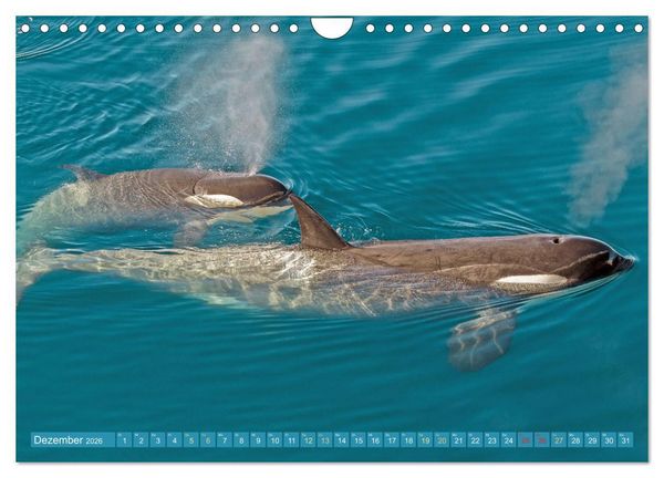 Produktbild: Orcas: Schwarz-wei&szlig;e Giganten (Wandkalender 2026 DIN A4 quer), CALVENDO Monatskalender