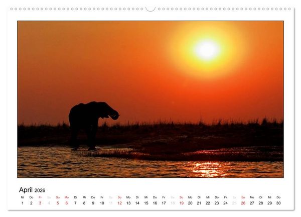 Produktbild: Afrikanische Elefanten (hochwertiger Premium Wandkalender 2026 DIN A2 quer), Kunstdruck in Hochglanz