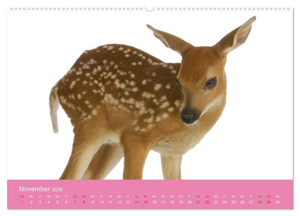 Produktbild: S&uuml;&szlig;e Tier-Babys! (hochwertiger Premium Wandkalender 2026 DIN A2 quer), Kunstdruck in Hochglanz