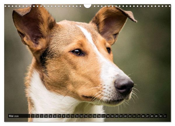 Produktbild: Smooth Collies (Wandkalender 2026 DIN A3 quer), CALVENDO Monatskalender