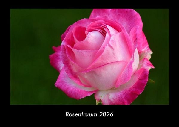 Rosentraum 2026 Fotokalender DIN A3